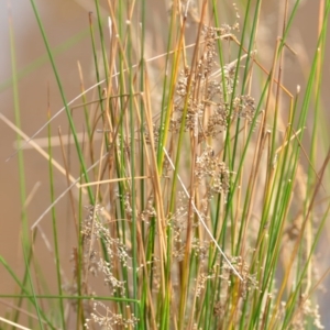 Juncus sp. at Wamboin, NSW - 29 Sep 2019