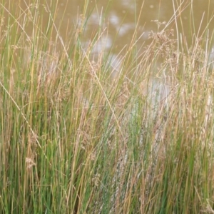 Juncus sp. at Wamboin, NSW - 29 Sep 2019