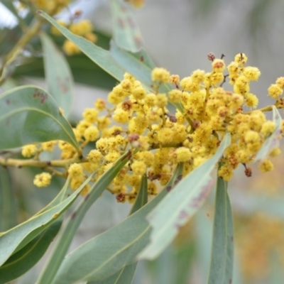 Acacia rubida (Red-stemmed Wattle, Red-leaved Wattle) at Wamboin, NSW - 29 Sep 2019 by natureguy