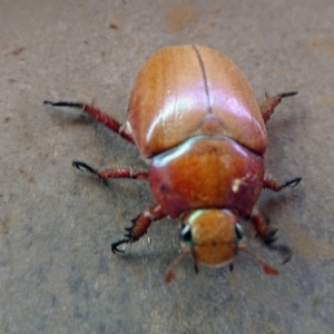 Anoplognathus montanus at Reid, ACT - 25 Nov 2019