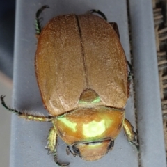 Anoplognathus brunnipennis (Green-tailed Christmas beetle) at Reid, ACT - 25 Nov 2019 by JanetRussell