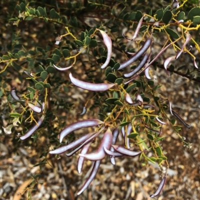 Acacia buxifolia subsp. buxifolia (Box-leaf Wattle) at Garran, ACT - 23 Nov 2019 by ruthkerruish
