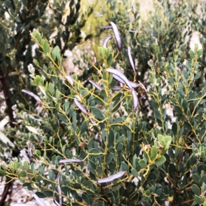 Acacia buxifolia subsp. buxifolia at Garran, ACT - 24 Nov 2019