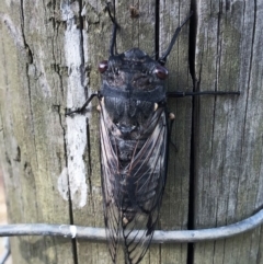 Psaltoda moerens (Redeye cicada) at Hughes, ACT - 24 Nov 2019 by ruthkerruish