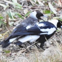 Gymnorhina tibicen (Australian Magpie) at Aranda, ACT - 25 Nov 2019 by KMcCue