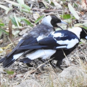 Gymnorhina tibicen at Aranda, ACT - 25 Nov 2019