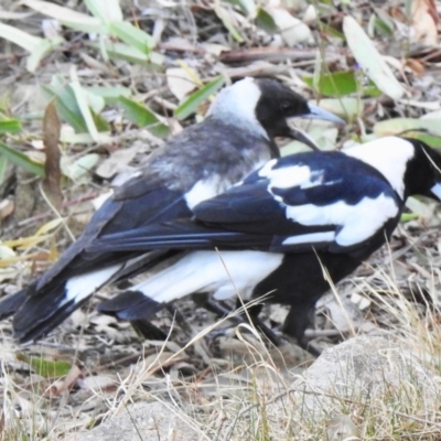 Gymnorhina tibicen (Australian Magpie) at Aranda, ACT - 25 Nov 2019 by KMcCue