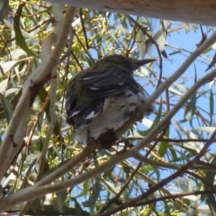 Oriolus sagittatus (Olive-backed Oriole) at Aranda, ACT - 31 Jan 2013 by AndyRussell