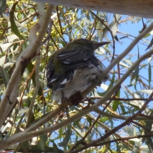 Oriolus sagittatus at Aranda, ACT - 1 Feb 2013