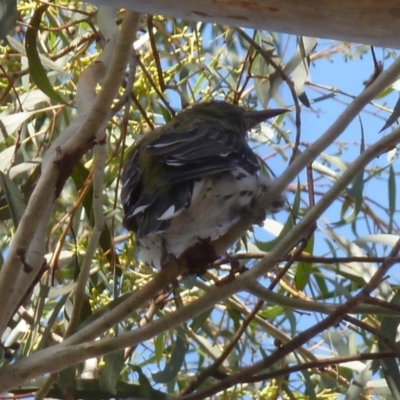 Oriolus sagittatus (Olive-backed Oriole) at Aranda, ACT - 31 Jan 2013 by AndyRussell