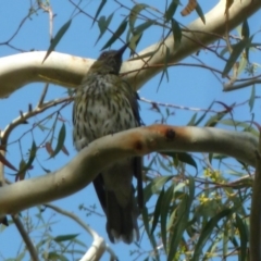 Oriolus sagittatus at Aranda, ACT - 1 Feb 2013