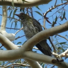 Oriolus sagittatus at Aranda, ACT - 1 Feb 2013