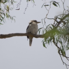 Dacelo novaeguineae (Laughing Kookaburra) at Aranda, ACT - 4 Jan 2010 by AndyRussell