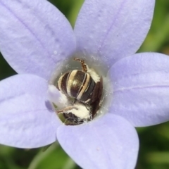 Lipotriches (Austronomia) phanerura (Halictid Bee) at Australian National University - 25 Nov 2019 by Laserchemisty