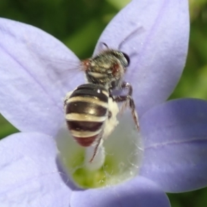 Lipotriches (Austronomia) phanerura at Canberra, ACT - 25 Nov 2019 12:07 PM