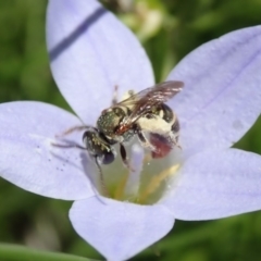 Lipotriches (Austronomia) phanerura at Canberra, ACT - 25 Nov 2019 12:07 PM