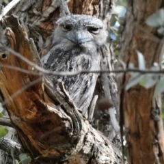 Podargus strigoides (Tawny Frogmouth) at Hughes, ACT - 24 Nov 2019 by TomT