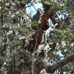 Podargus strigoides at Hughes, ACT - 25 Nov 2019 04:11 AM