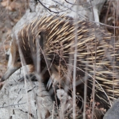 Tachyglossus aculeatus (Short-beaked Echidna) at Red Hill Nature Reserve - 24 Nov 2019 by TomT