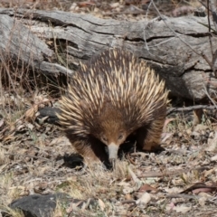 Tachyglossus aculeatus at Deakin, ACT - 25 Nov 2019