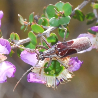 Unidentified Longhorn beetle (Cerambycidae) at Saint George, NSW - 23 Nov 2019 by Harrisi