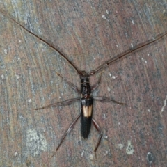 Epithora dorsalis (Longicorn Beetle) at Ainslie, ACT - 20 Nov 2019 by jb2602