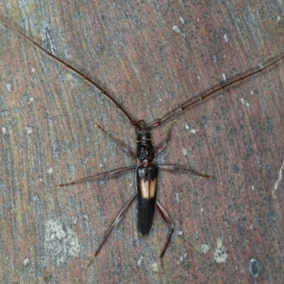 Epithora dorsalis (Longicorn Beetle) at Ainslie, ACT - 20 Nov 2019 by jbromilow50