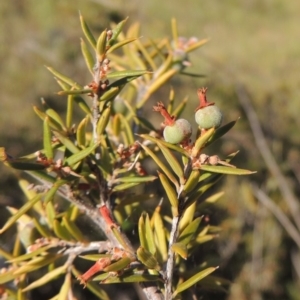 Lissanthe strigosa subsp. subulata at Tennent, ACT - 11 Nov 2019 06:30 PM