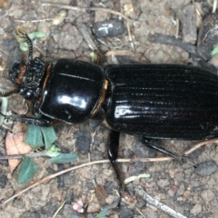 Mastachilus sp. (genus) (Unidentified Mastachilus bess beetle) at Ainslie, ACT - 20 Nov 2019 by jbromilow50