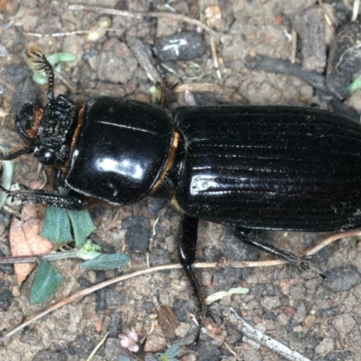 Mastachilus sp. (genus) (Unidentified Mastachilus bess beetle) at Ainslie, ACT - 20 Nov 2019 by jb2602