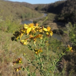 Hypericum perforatum at Tennent, ACT - 11 Nov 2019 06:31 PM