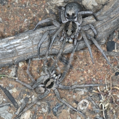 Lycosidae (family) (Unidentified wolf spider) at Ainslie, ACT - 20 Nov 2019 by jbromilow50