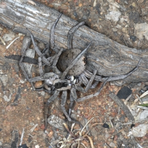 Lycosidae (family) at Ainslie, ACT - 20 Nov 2019