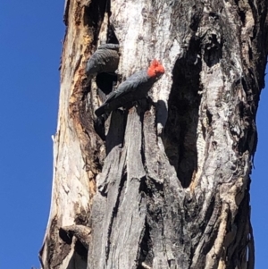 Callocephalon fimbriatum at Garran, ACT - suppressed