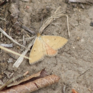 Scopula rubraria at Hughes, ACT - 26 Nov 2019 12:40 PM