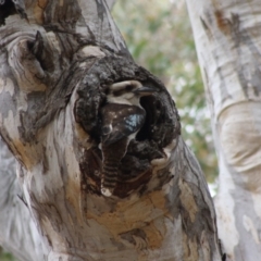 Dacelo novaeguineae (Laughing Kookaburra) at Red Hill, ACT - 26 Nov 2019 by LisaH