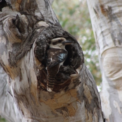 Dacelo novaeguineae (Laughing Kookaburra) at Red Hill, ACT - 26 Nov 2019 by LisaH