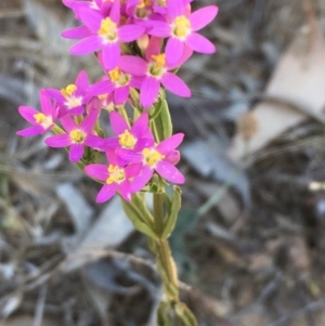 Centaurium tenuiflorum at Majura, ACT - 24 Nov 2019 04:13 PM