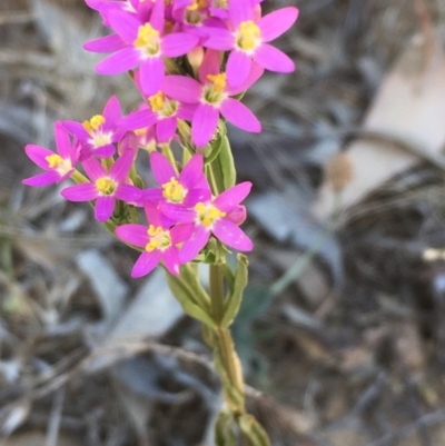 Centaurium tenuiflorum (Branched Centaury) at Majura, ACT - 24 Nov 2019 by JaneR