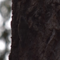 Cormobates leucophaea (White-throated Treecreeper) at Bodalla, NSW - 23 Nov 2019 by TreeHopper