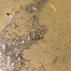 Potamogeton ochreatus at Majura, ACT - 24 Nov 2019