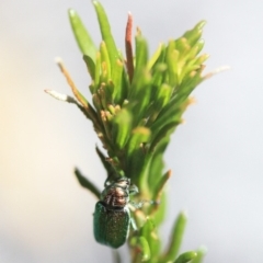 Diphucephala sp. (genus) (Green Scarab Beetle) at Tathra, NSW - 17 Nov 2019 by KerryVance