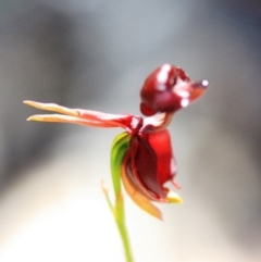 Caleana major (Large Duck Orchid) - 1 Jan 1900 by KerryVance2