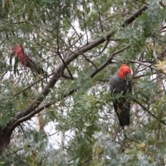 Callocephalon fimbriatum at Hughes, ACT - suppressed