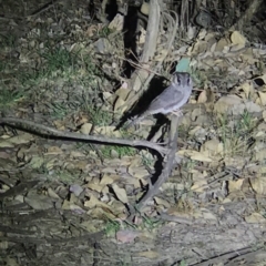 Aegotheles cristatus (Australian Owlet-nightjar) at Amaroo, ACT - 14 Nov 2019 by DGilbert