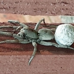 Portacosa cinerea (Grey wolf spider) at Lyneham, ACT - 25 Nov 2019 by HelenCross