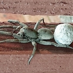 Portacosa cinerea at Lyneham, ACT - 25 Nov 2019