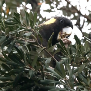 Zanda funerea at Guerilla Bay, NSW - 16 Nov 2019 03:49 PM