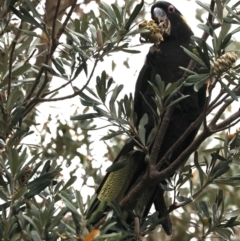 Zanda funerea at Guerilla Bay, NSW - 16 Nov 2019 03:49 PM