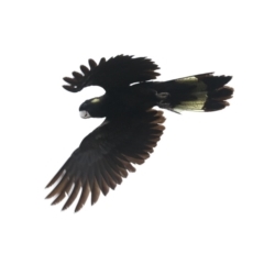 Zanda funerea at Guerilla Bay, NSW - 16 Nov 2019 03:49 PM